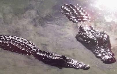 Alligator Aquaculture Methods Alligators breed from