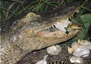 Alligator Aquaculture Methods Nesting begins