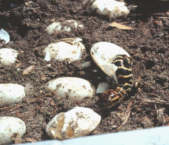 Alligator Aquaculture Methods Eggs are incubated at 88-90F
