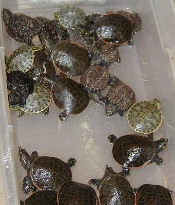Turtle Aquaculture Methods Eggs are incubated for 60 days at 80-85 F Temperature