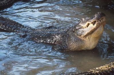 Origin of the Alligator name el largato the