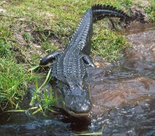 Alligators vs. Crocodiles?