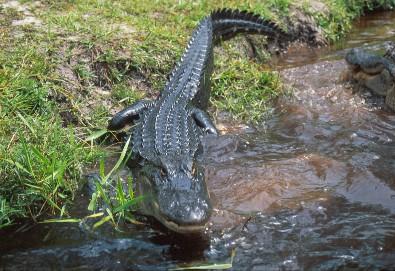 Alligators Broad, rounded snout Grayish-black