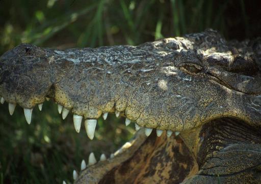 Alligators & Salt Water Low tolerance for salt water Crocodiles tolerate