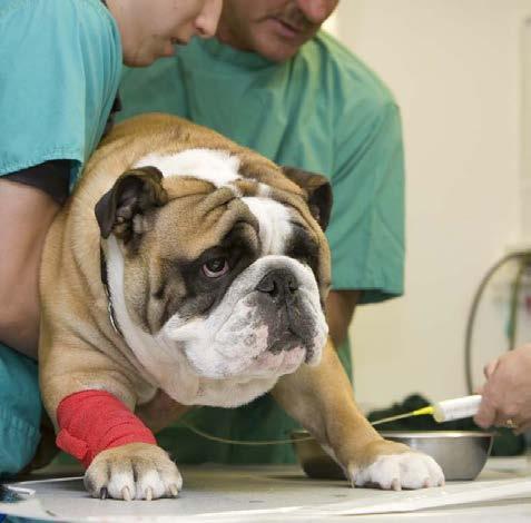 Infected dogs can have breathing problems and poor blood clotting and so have a higher risk of serious surgical complications.