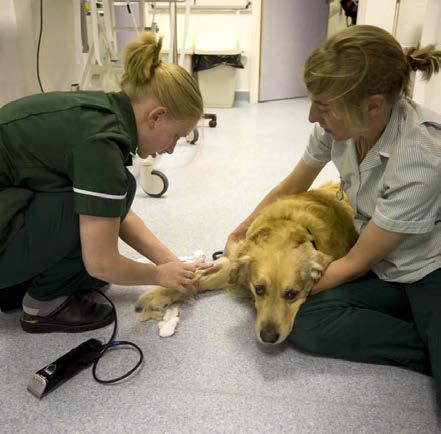 After Admission On the day of your pet s surgery they will be taken to one of our four spacious ward areas.