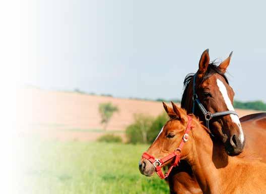 However, our guide is here to take the stress and confusion out of worming for you. The Bimeda Equine team are passionate about equine welfare, for both current and future generations.