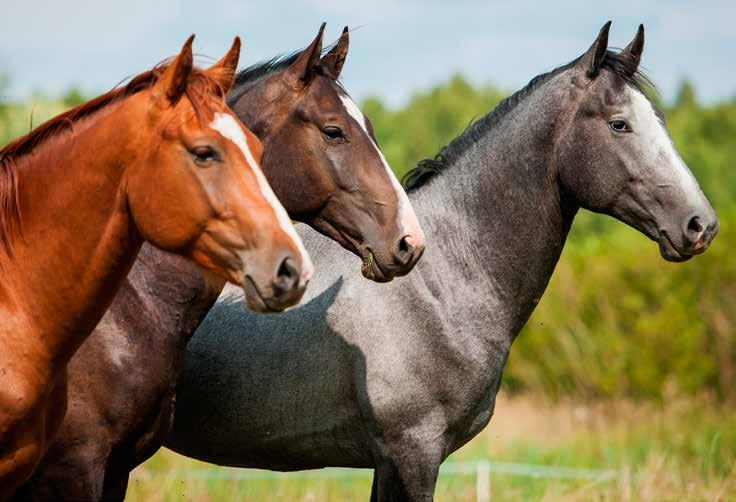 5 Key Steps Towards Effective Worm Control 1) Dose Your Horse Accurately For Its Weight It is important you give your horse the correct dose of wormer as under-dosing could speed up the rate at which