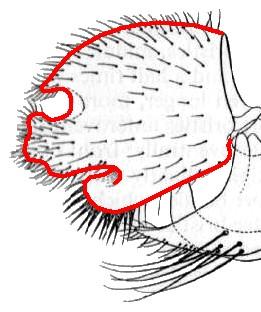 15 The two upper veins from the discal cell do not reach the wing margin; comparatively large species (7-10 mm.) with three black stripes on the thorax and dorsocentrals in a single row.