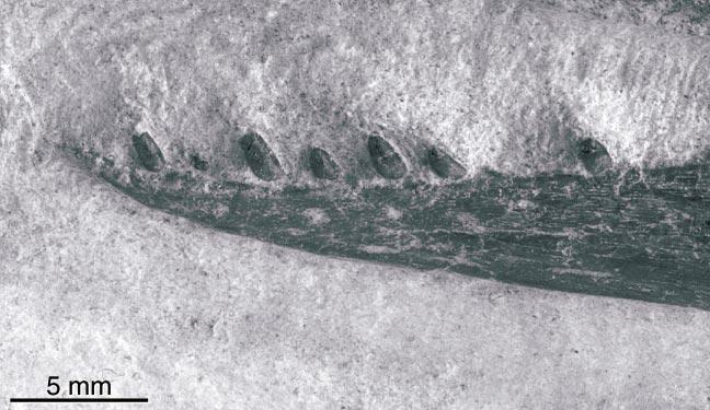 8 AMERICAN MUSEUM NOVITATES NO. 3420 Fig. 6. The dentition of Shenzhousaurus orientalis as preserved in the left dentary. oid articulation) facing upward (fig. 5).