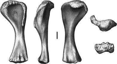 FIGURE 1.8. Femoral curvature in the saurischian dinosaurs Herrerasaurus (A), Massospondylus (B), Vulcanodon (C), and Isanosaurus (D).