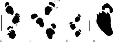 FIGURE 1.12. Early sauropod footprints. (A), Tetrasauropus trackway from the Upper Triassic (Chinle Group) of Cub Creek (based on Lockley et al.
