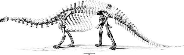 FIGURE 1.2. First reconstruction of sauropod dinosaurs. Top: Brontosaurus (=Apatosaurus) excelsus from Marsh (1883).