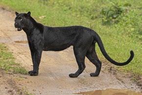 in dappled vegetation, but black panthers lose this advantage under