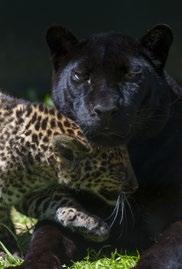 In jaguars, melanism comes from the dominant allele of the mutant gene.