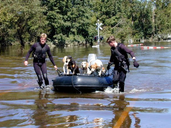 A Search and Rescue Team brings in dozens of stranded dogs from flooded