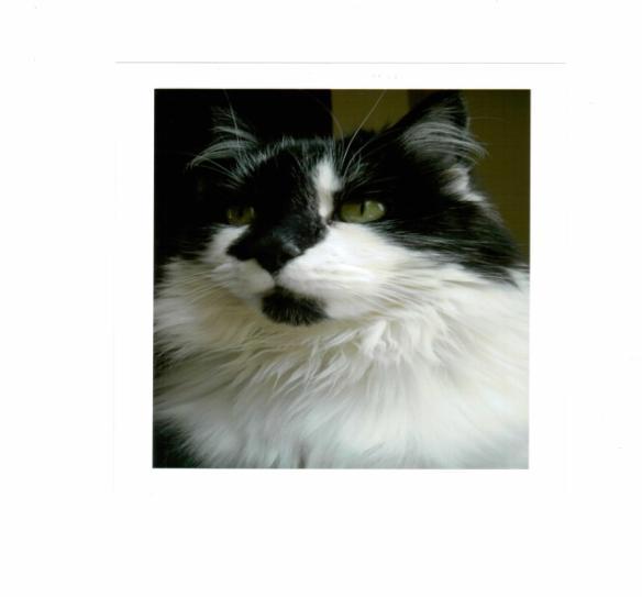 Domino s Story Page 3 DOMINO'S LONG ROAD TO RECOVERY Domino Rivers, a beautiful and gentle natured 11 year old domestic medium hair has recently undergone a delicate surgery known as a perineal