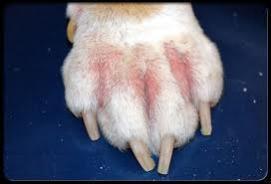 Atopic dermatitis is the most common type of allergy. This means an allergy to airborne particles that contact the dog's skin (eg. Pollens, moulds and dust mites).