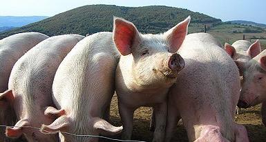 Introduction Pork: most consumed meat in the world (38%) By 2050, pig consumption + 40% Livestock 64% of global NH 3