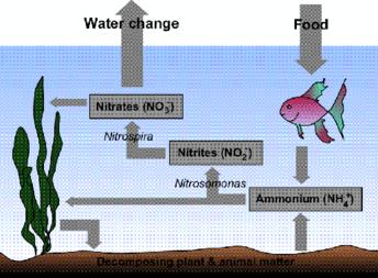 Change 25% of water or replace carbon to lower level Ammonia is
