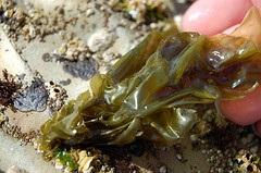 Do you want tuna with that? This seaweed is called Nori (Porphyra spp.