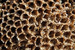 Marker 11 latitude 36.9491331 longitude -122.0618076 11a. Honeycomb Homes 11b. Sandcastle Worms What is this honeycomb of sand?