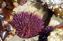 Sea urchins, like this Purple Sea Urchin (Strongylocentrotus purpuratus), are echinoderms, related to Sea Stars.