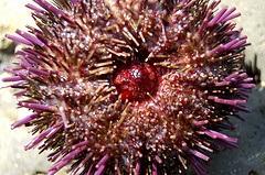 The mouth of the sea urchin is in the center. It is surrounded by five plates, which look a bit like teeth.