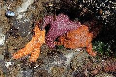 Or a Sea stars (Pisaster ochraceus) sponge?