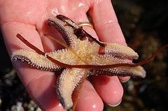 called pedicellariae, which prevent other organisms from growing on the sea stars' skin.