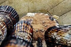 They stick to the rock using bissel threads â thin, super-strong threads that the mussels produce.