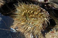 Sea anemones, like this Giant Green Anemone (Anthopleura xanthogrammica), are animals, not plants.