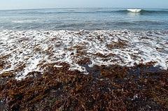 Marker 8 latitude 36.948729 longitude -122.0620803 8a. Seaweeds in the Surf 8b. Feather Boa Kelp 8c. Feather Boa Holdfast 8d.
