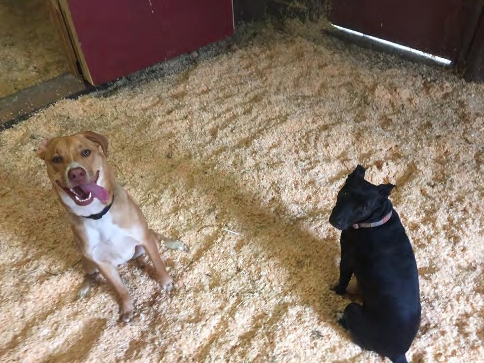 Luta on the left, is a Pit/Husky/Lab mix adopted from Logan's Heroes in August 2016.