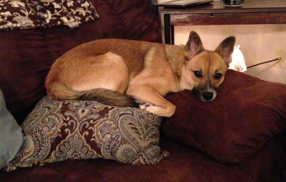 Dingo is a foster failure that I adopted from Logan's