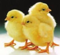 1. Hatchery 1.34. What to measure? - Chick Quality Assessment Characteristic A Excellent B Acceptable C Cull 1.