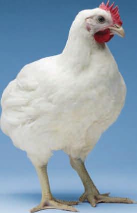 Introduction It is crucial for broiler performance to ensure a proper development of the chick