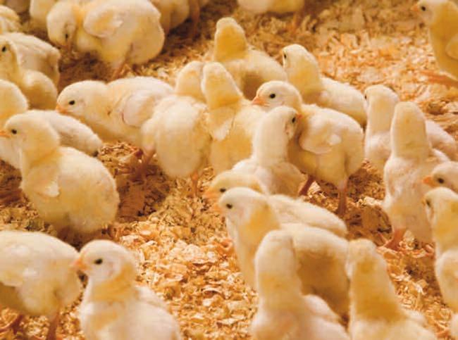 Objectives 1. Review all the management aspects, in a check list form, that will help maintain broiler performance from the hatchery to the broiler house. 2.