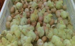 Research trials have shown that adverse incubation conditions can affect performance at different stages of the broiler