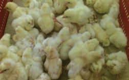 96 Watts/1000 eggs 250 200 150 Hatchery ventilation and incubation temperatures must be able to cope with this or serious