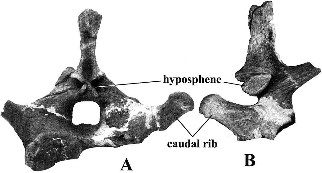 ORYCTOS, Vol. 2, 1999 belong to a single individual. If correct, this would give a humerus-femur ratio of.92, which is close to.98 for Cedarosaurus.