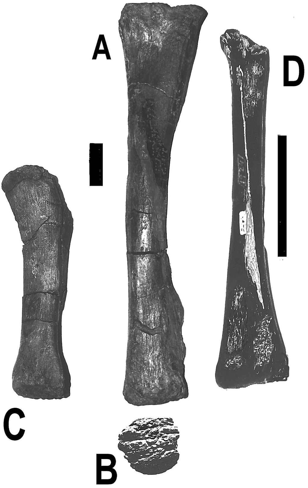This end is somewhat weathered, showing very little detail on the posterior face. The right radius, which was recovered in nearly perfect condition, is quite slender in contrast to Chubutisaurus (fig.