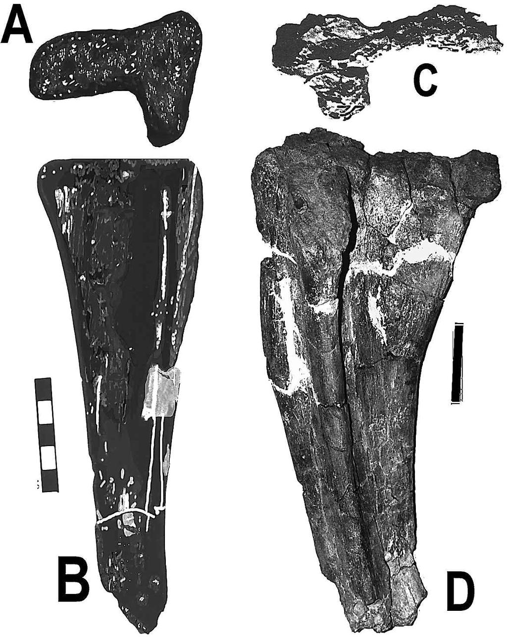 ORYCTOS, Vol. 2, 1999 The right ulna is incomplete, lacking the distal third. The olecranon is slightly damaged, but was clearly not as tall as Brachiosaurus or Sonorosaurus.