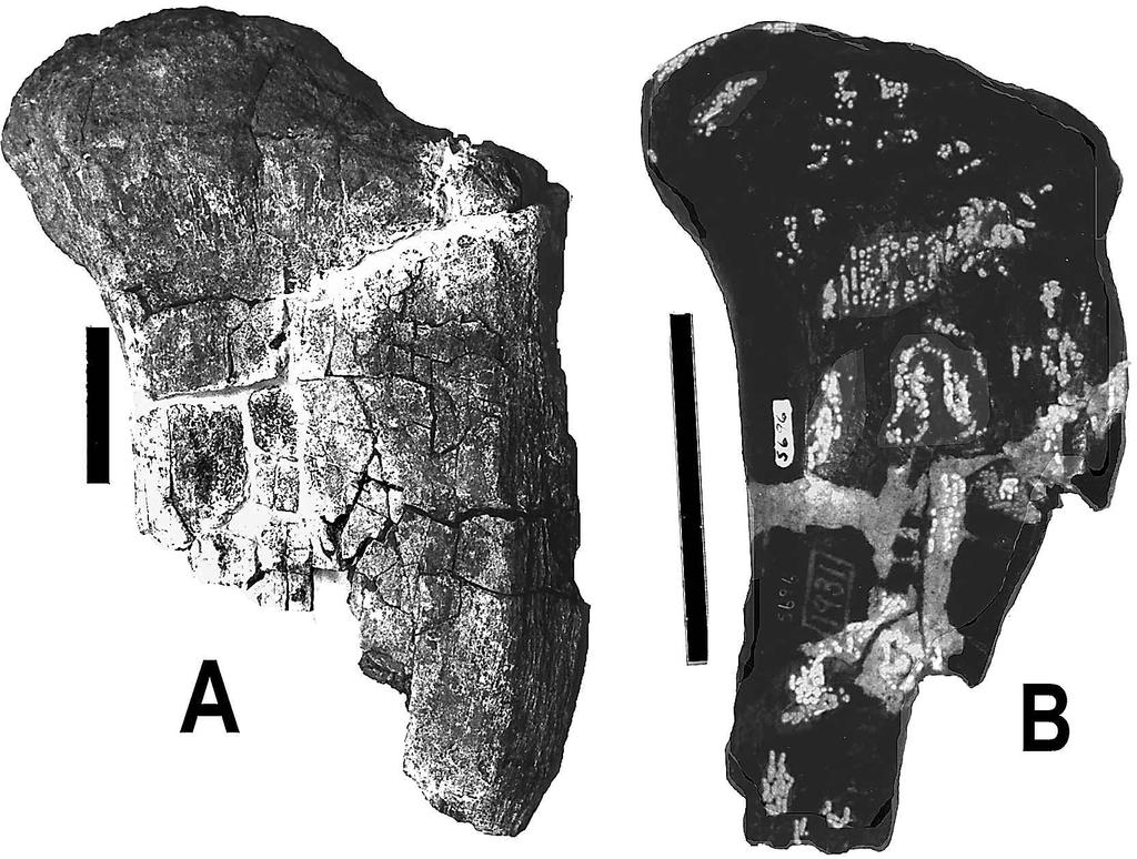 TILDWELL, CARPENTER & BROOKS NEW SAUROPOD FROM THE LOWER CRETACEOUS OF UTAH Fig. 10: A. Cedarosaurus weiskopfae (DMNH 39045) Left femur head.