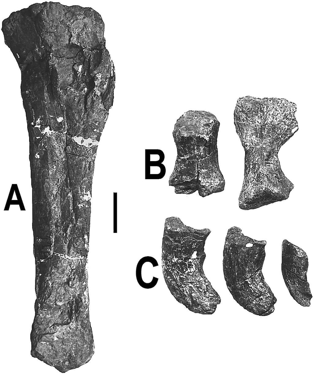 Only the proximal end of the left femur is preserved. The head is set distinctly higher than the sharply defined greater trocanter, as it is in Brachiosaurus (fig. 10 A).
