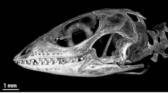 Dorsal view of the skull of juvenile A.