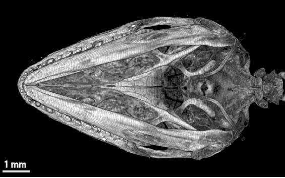 Lateral view of the skull of juvenile A.