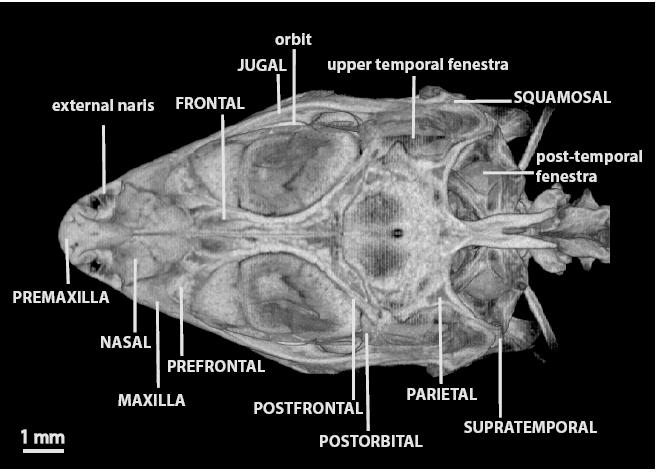 NANCE. Cranial Osteology of A. skoogi Figure 6.