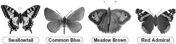 3 Butterflies Some children visit a butterfly park. They use the pictures below to identify the butterflies they see.