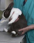 not same as rabbit in tonic immobility Literature about tonic immobility Lots of conflicting information